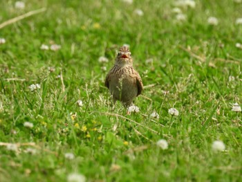 Eurasian Skylark 淀川河川公園 Sun, 4/28/2024