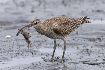 チュウシャクシギ 東京港野鳥公園 2024年4月29日(月)