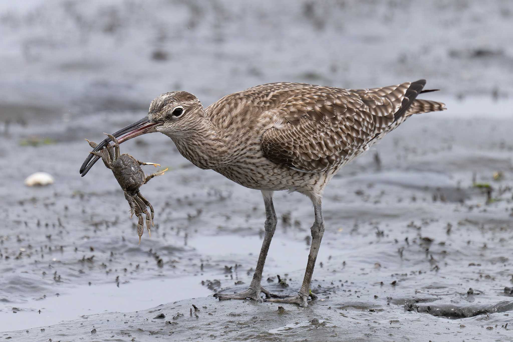 Photo of Eurasian Whimbrel at Tokyo Port Wild Bird Park by たい焼きの煮付け