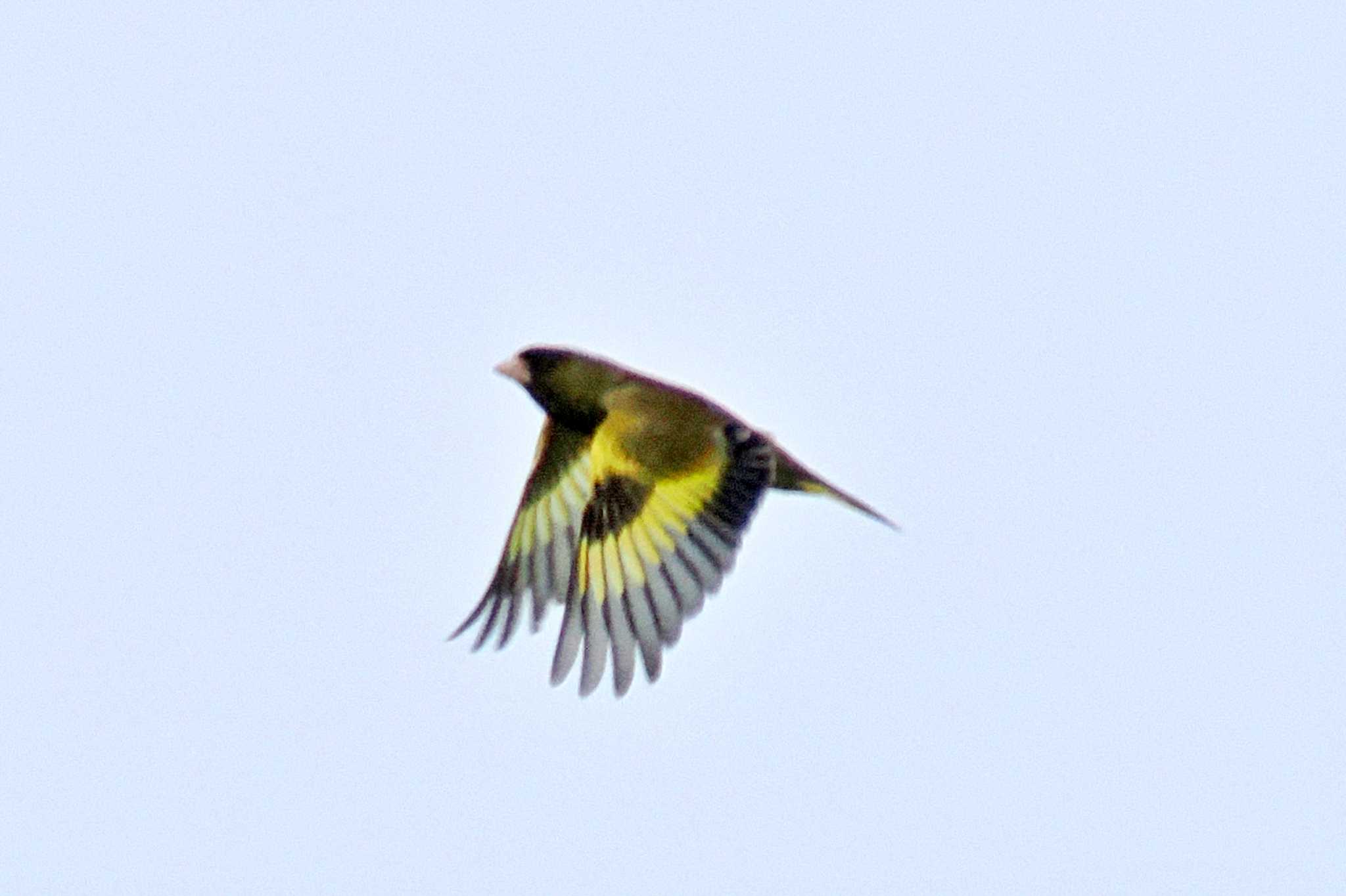 Photo of Grey-capped Greenfinch at 愛媛県 by 藤原奏冥