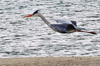 Grey Heron 愛媛県 Sun, 4/28/2024