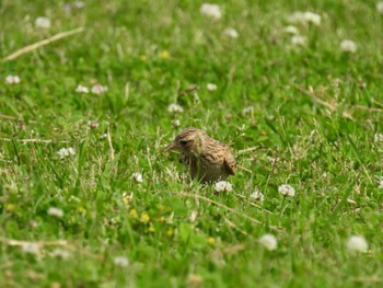 Eurasian Skylark 淀川河川公園 Sun, 4/28/2024