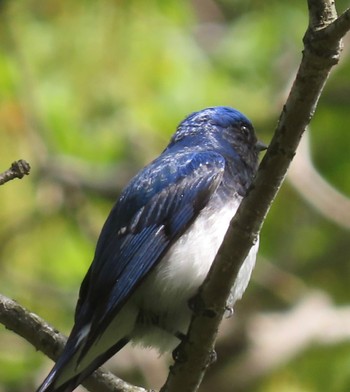 Blue-and-white Flycatcher 南昌山自然公園 Mon, 4/29/2024