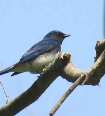 Blue-and-white Flycatcher 南昌山自然公園 Mon, 4/29/2024