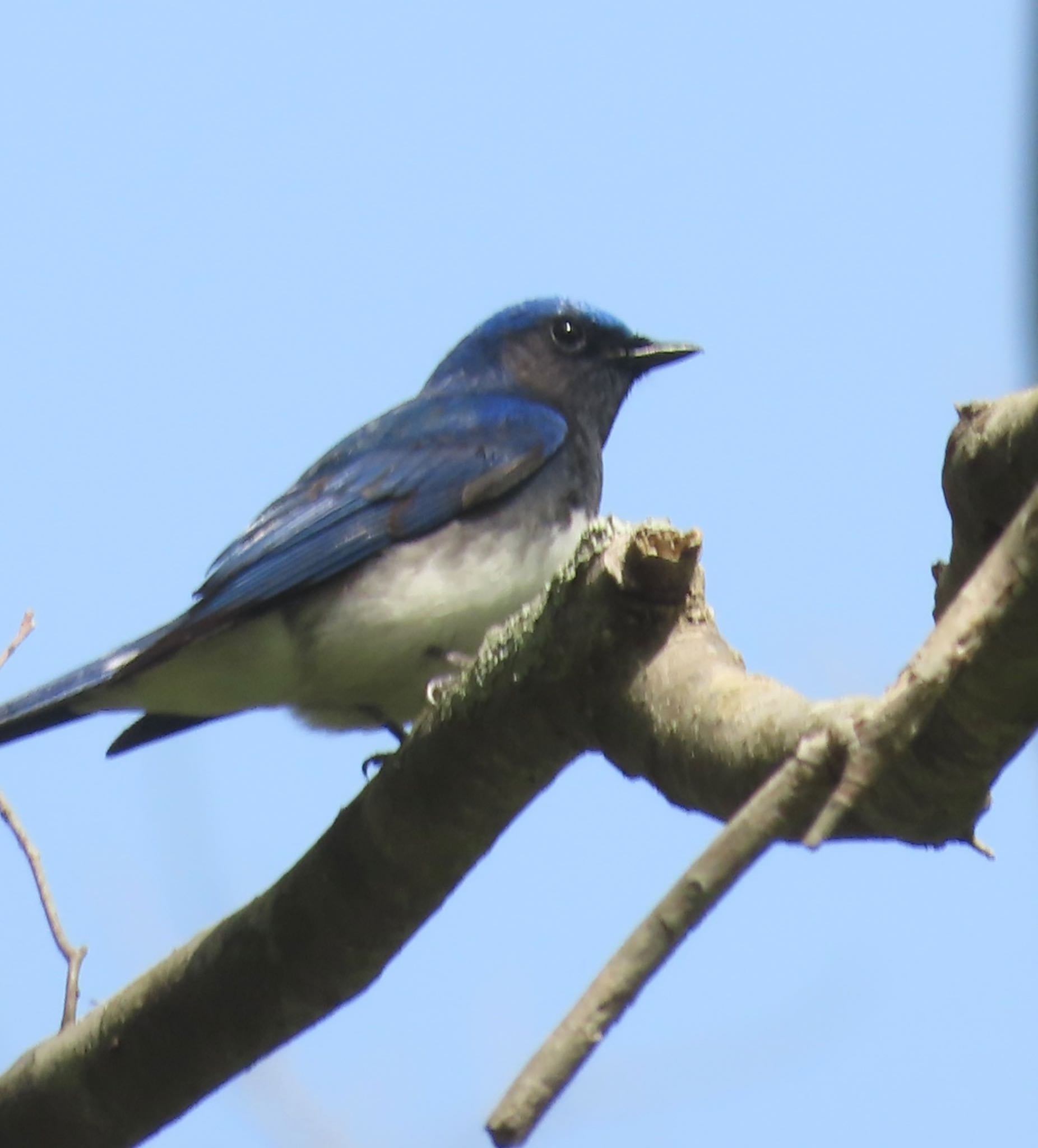 Photo of Blue-and-white Flycatcher at 南昌山自然公園 by hayabusa