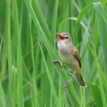 Oriental Reed Warbler 勅使池(豊明市) Mon, 4/29/2024