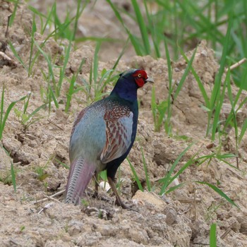 Green Pheasant 勅使池(豊明市) Mon, 4/29/2024