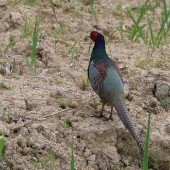 Green Pheasant 勅使池(豊明市) Mon, 4/29/2024