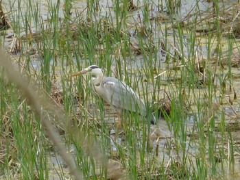 Grey Heron 国分川調節池 Mon, 4/29/2024