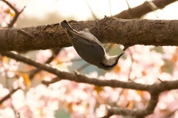 シロハラゴジュウカラ 場所が不明 2024年4月29日(月)