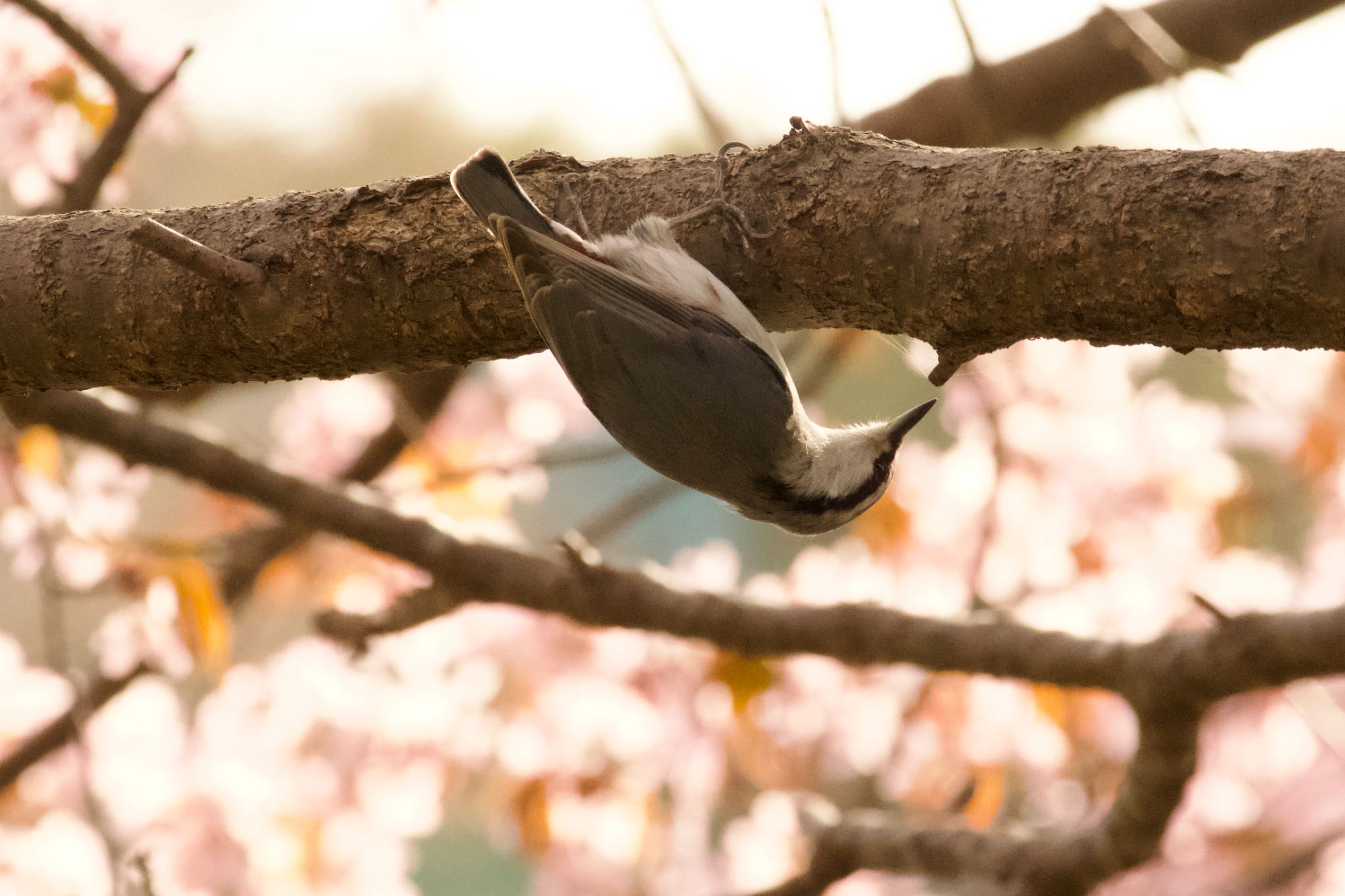 Photo of Eurasian Nuthatch(asiatica) at  by シロハラゴジュウカラ推し