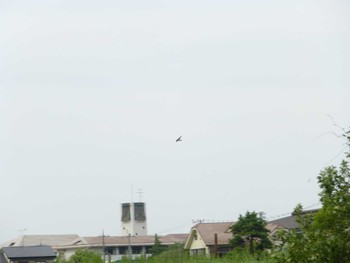 Mon, 4/29/2024 Birding report at 国分川調節池