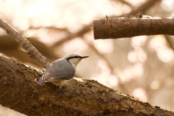 Eurasian Nuthatch(asiatica) Unknown Spots Mon, 4/29/2024