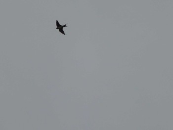 Barn Swallow 国分川調節池 Mon, 4/29/2024