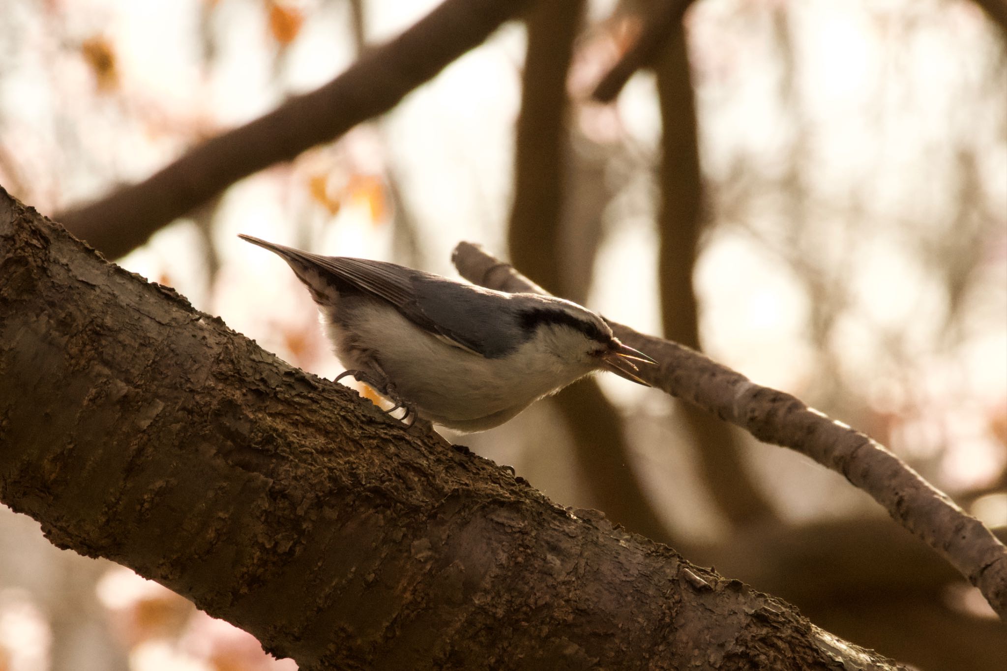 Photo of Eurasian Nuthatch(asiatica) at  by シロハラゴジュウカラ推し