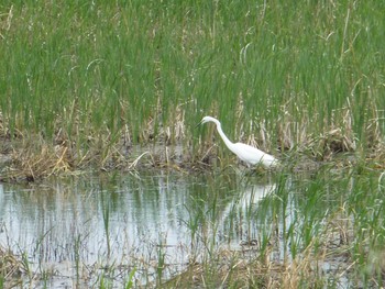 2024年4月29日(月) 国分川調節池の野鳥観察記録