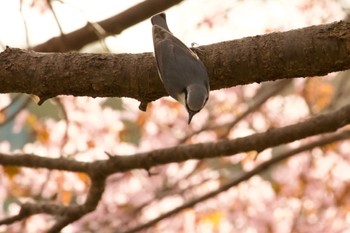 Eurasian Nuthatch(asiatica) Unknown Spots Mon, 4/29/2024