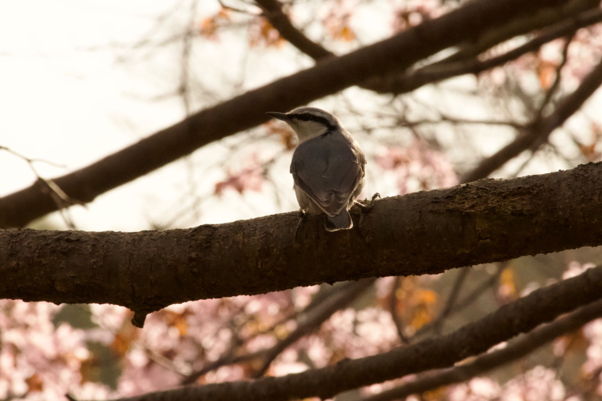 Photo of Eurasian Nuthatch(asiatica) at  by シロハラゴジュウカラ推し