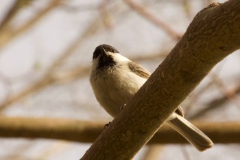 ハシブトガラ 場所が不明 2024年4月29日(月)