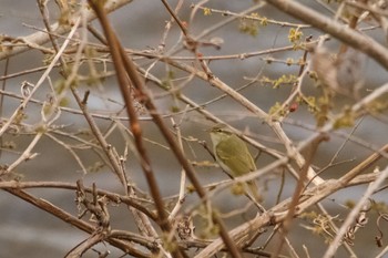 Eastern Crowned Warbler Unknown Spots Mon, 4/29/2024