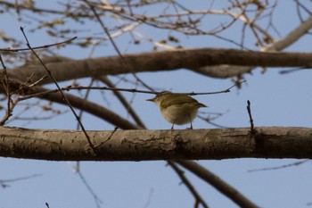 Eastern Crowned Warbler Unknown Spots Mon, 4/29/2024