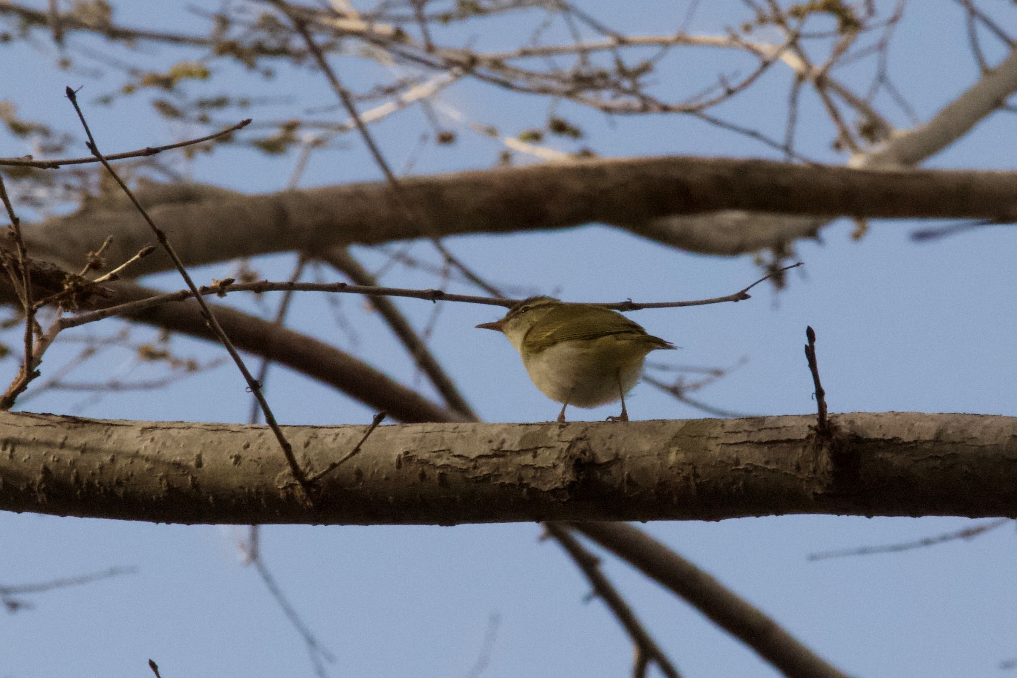 Photo of Eastern Crowned Warbler at  by シロハラゴジュウカラ推し