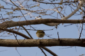 Eastern Crowned Warbler Unknown Spots Mon, 4/29/2024