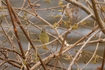 Eastern Crowned Warbler Unknown Spots Mon, 4/29/2024