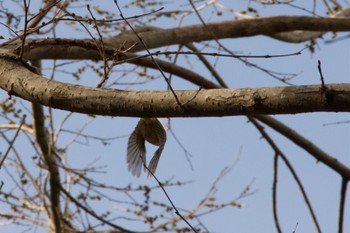 Eastern Crowned Warbler Unknown Spots Mon, 4/29/2024