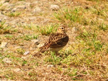 Eurasian Skylark Inashiki Sun, 4/28/2024