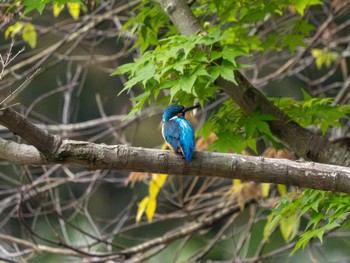 Common Kingfisher つくば市 Mon, 4/29/2024