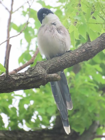 Azure-winged Magpie Ukima Park Mon, 4/29/2024