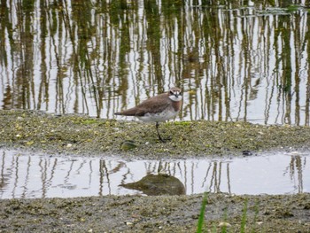 Siberian Sand Plover Osaka Nanko Bird Sanctuary Mon, 4/29/2024