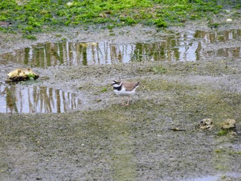 コチドリ 大阪南港野鳥園 2024年4月29日(月)