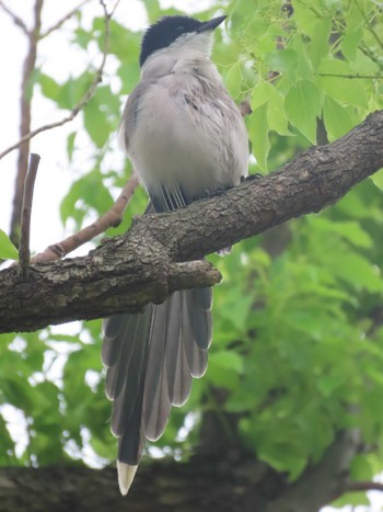 Azure-winged Magpie Ukima Park Mon, 4/29/2024