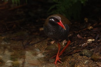 Mon, 4/29/2024 Birding report at やんばるの森