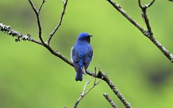 Blue-and-white Flycatcher 金沢林道 Mon, 4/29/2024