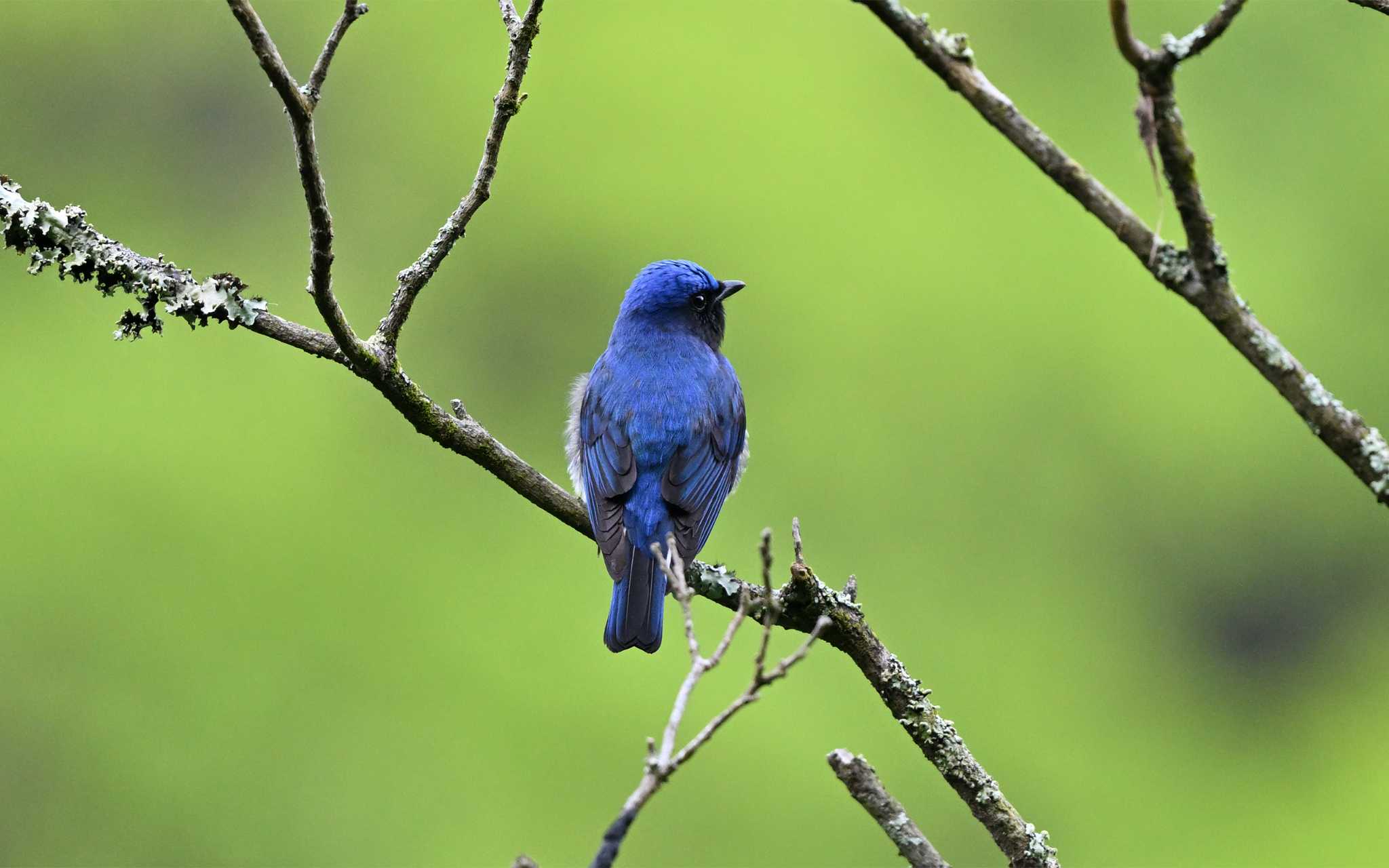 Photo of Blue-and-white Flycatcher at 金沢林道 by しげじー