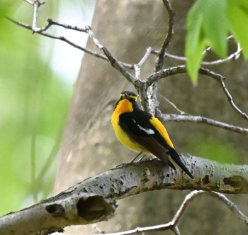 Mon, 4/29/2024 Birding report at 東秩父村