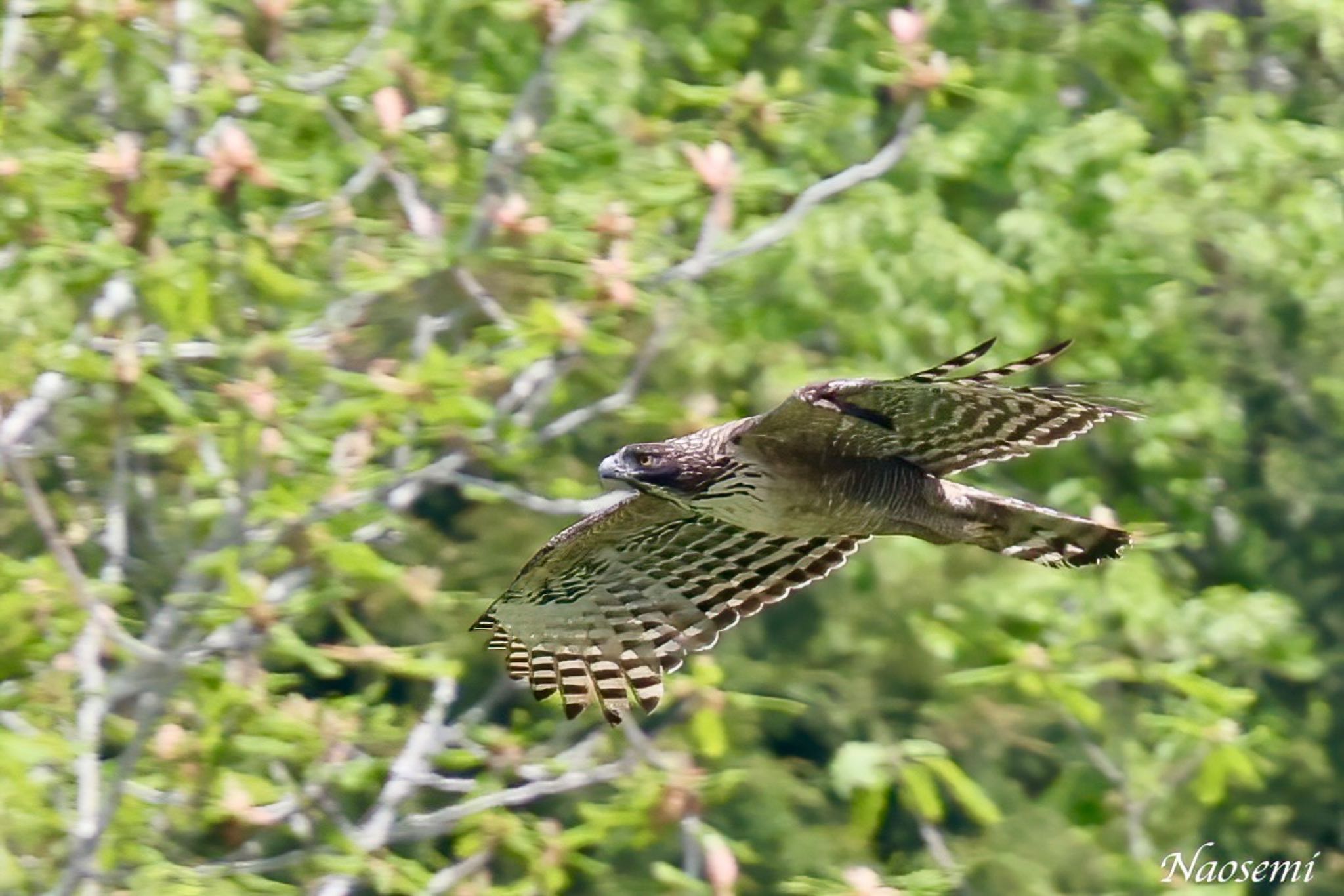 Photo of Mountain Hawk-Eagle at 神奈川県 by Naosuke