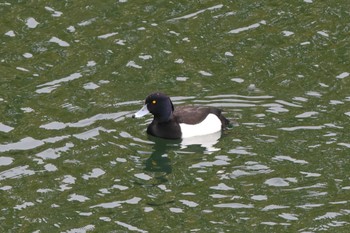 Tufted Duck Osaka castle park Sun, 3/31/2024