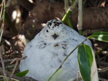 Rock Ptarmigan Murododaira Sun, 4/28/2024