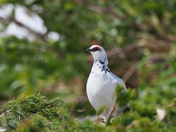 Rock Ptarmigan Murododaira Sun, 4/28/2024