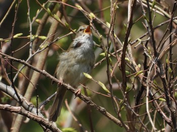 Japanese Bush Warbler 自宅近辺 Sun, 4/11/2021