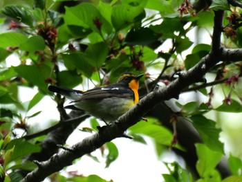 Narcissus Flycatcher 秩父 Tue, 4/23/2024