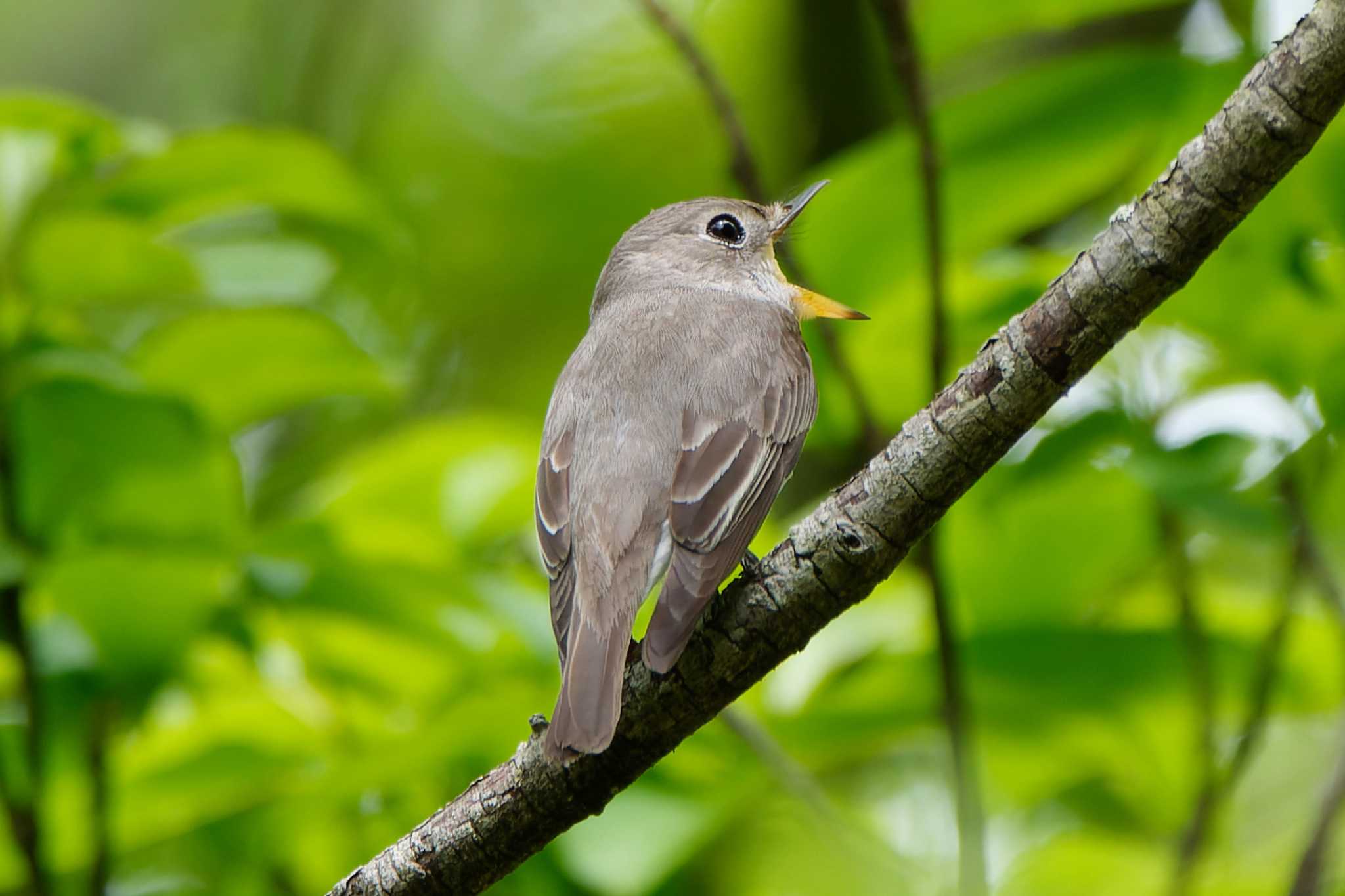 Photo of Asian Brown Flycatcher at Hayatogawa Forest Road by ぴくるす