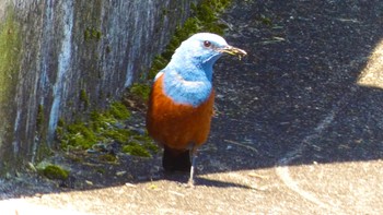 Blue Rock Thrush 布目ダム Sun, 4/28/2024