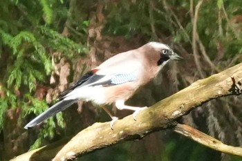 Eurasian Jay 南阿蘇ビジターセンター Sun, 4/28/2024