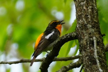 Narcissus Flycatcher 南阿蘇ビジターセンター Sun, 4/28/2024