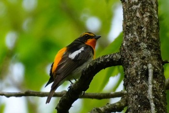 2024年4月28日(日) 南阿蘇ビジターセンターの野鳥観察記録